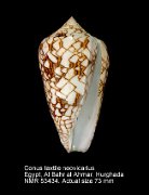 Conus textile neovicarius